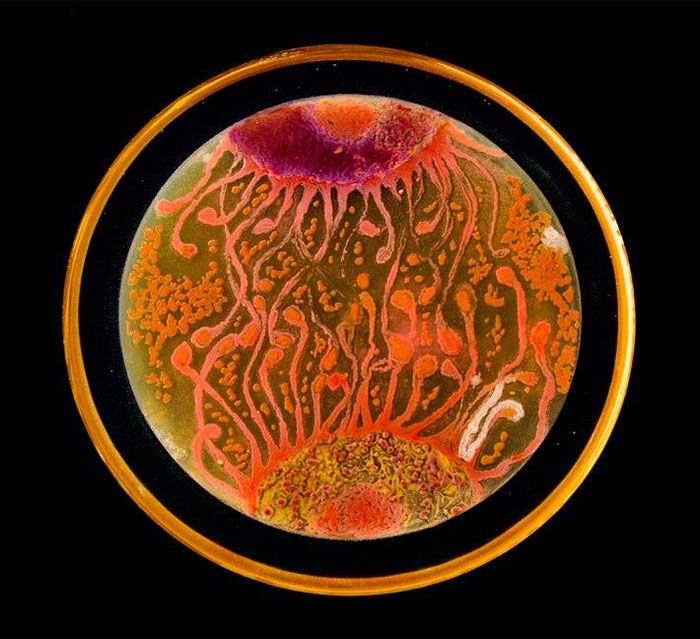People’s choice: Cell to Cell by Mehmet Berkmen and artist Maria Pernil, Nesterenkonia, Deinociccus, Sphingomonas
