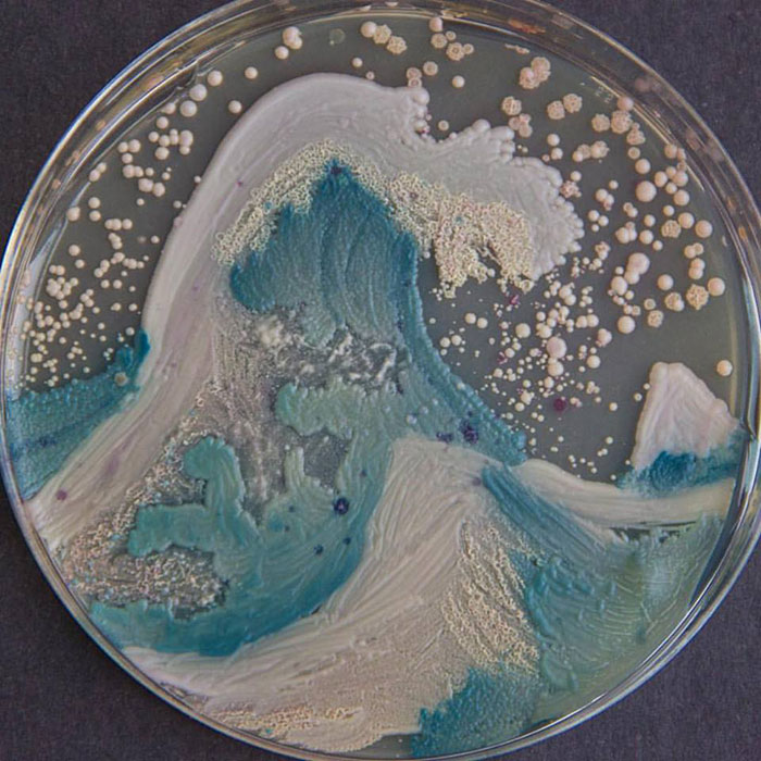 The Great Wave of Candida by Cristina Marcos, Candida albicans, Candida glabrata, Candida parapsilosis